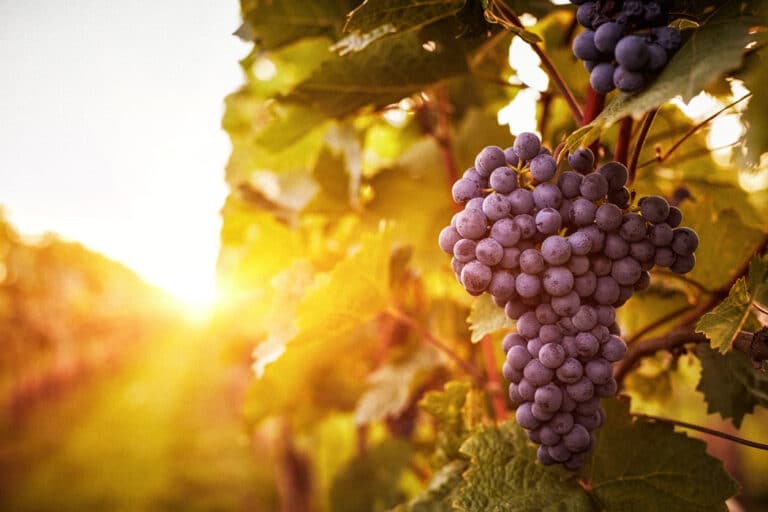 Waadtland: Strauch mit roten Trauben bei Sonnenuntergang