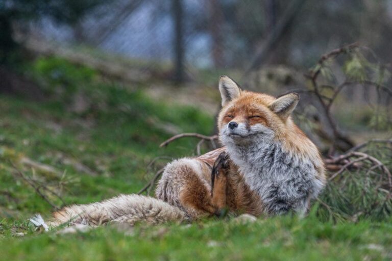 Wildtiere: Fuchs mit zugekniffenen Augen liegt auf einer Wiese