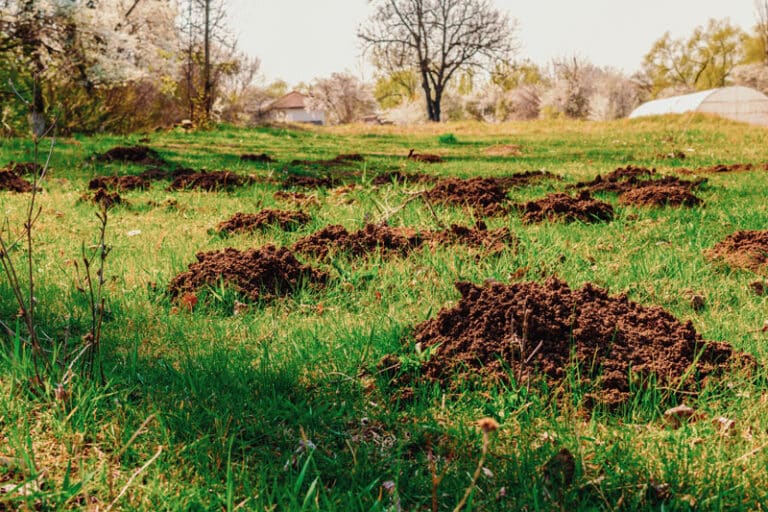 Maulwurf im Garten: Wiese voll mit Maulwurflöchern