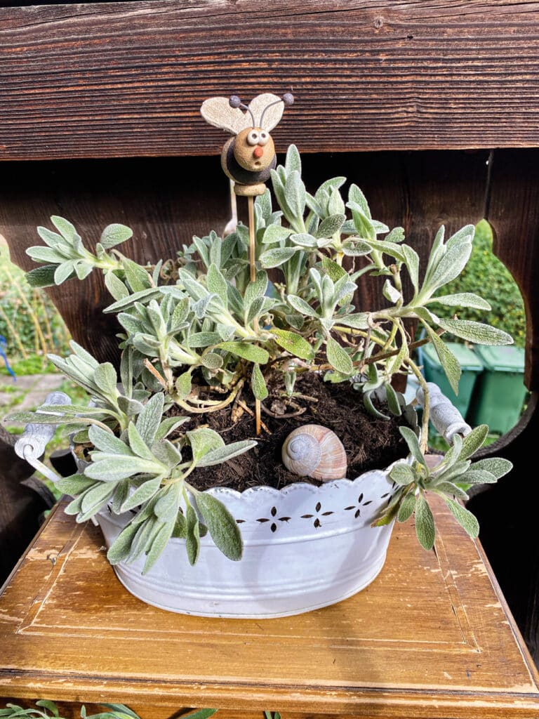 Heilkräuter auf dem Balkon: Gefäss mit Bergtee-Kraut, Schneckenhaus und Holzbiene