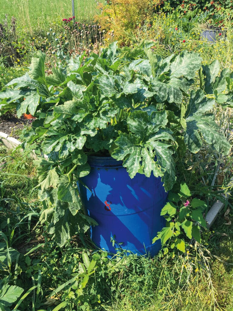Zucchetti im Garten: Blaue Tonne mit grosser Zucchetti-Pflanze im Garten