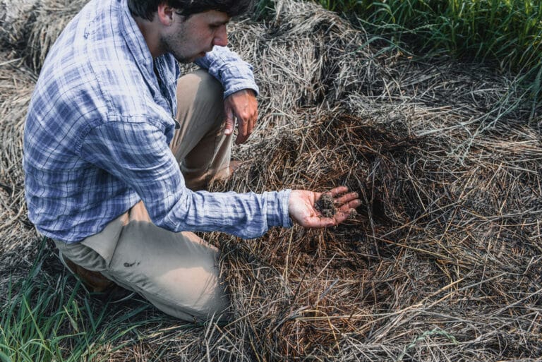 Mulchen: Mann kniet auf Heuhaufen und hält Erde in der Hand