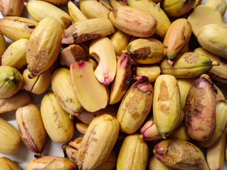 Viele kleine Eiche-Früchte, welche von der Schale und Haut befreit wurden