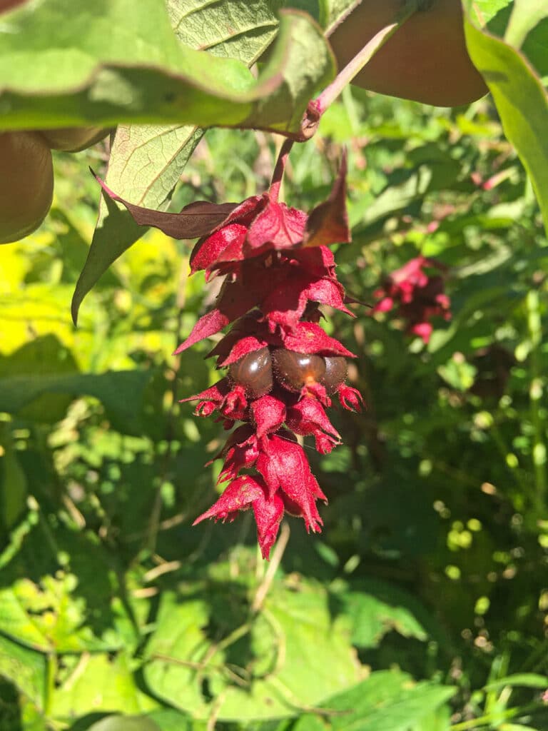 Himalaya-Gessblatt an einem grünen Strauch