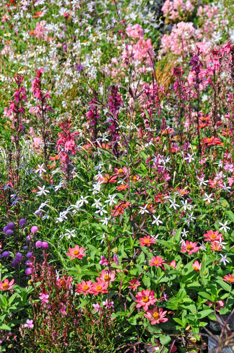 Querbeet: Blumenwiese mit vielen farbigen Blüten