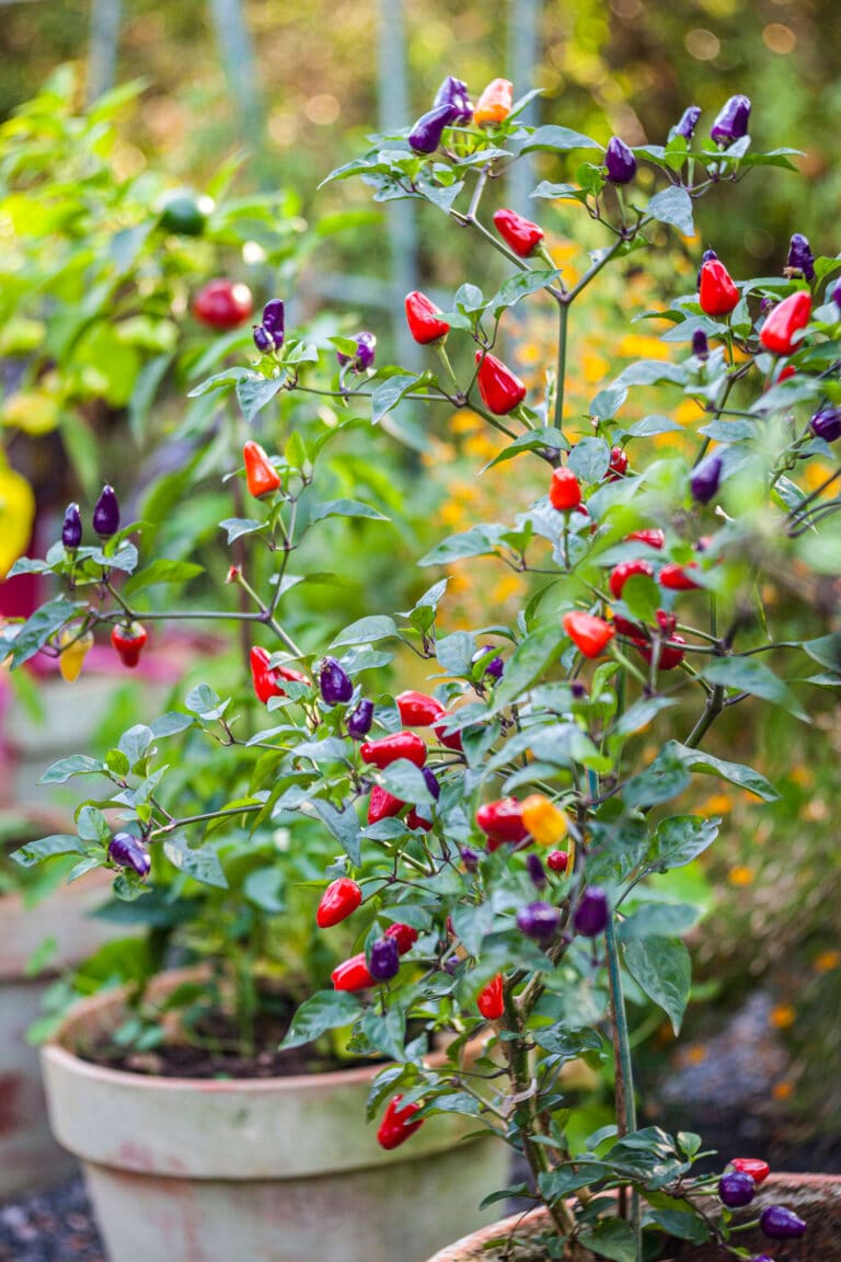 Balkongärtnern: Chili und Paprika an einem Strauch im Topf