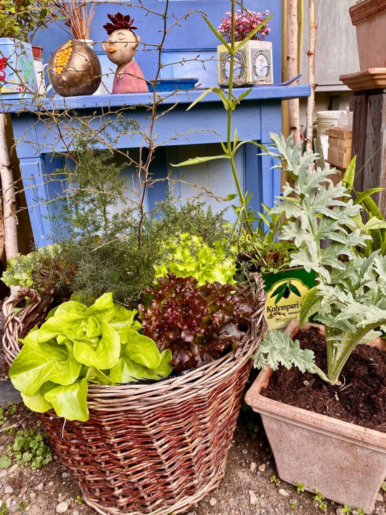 Mehrjähriges Gemüse: Salate in Flechtkörben