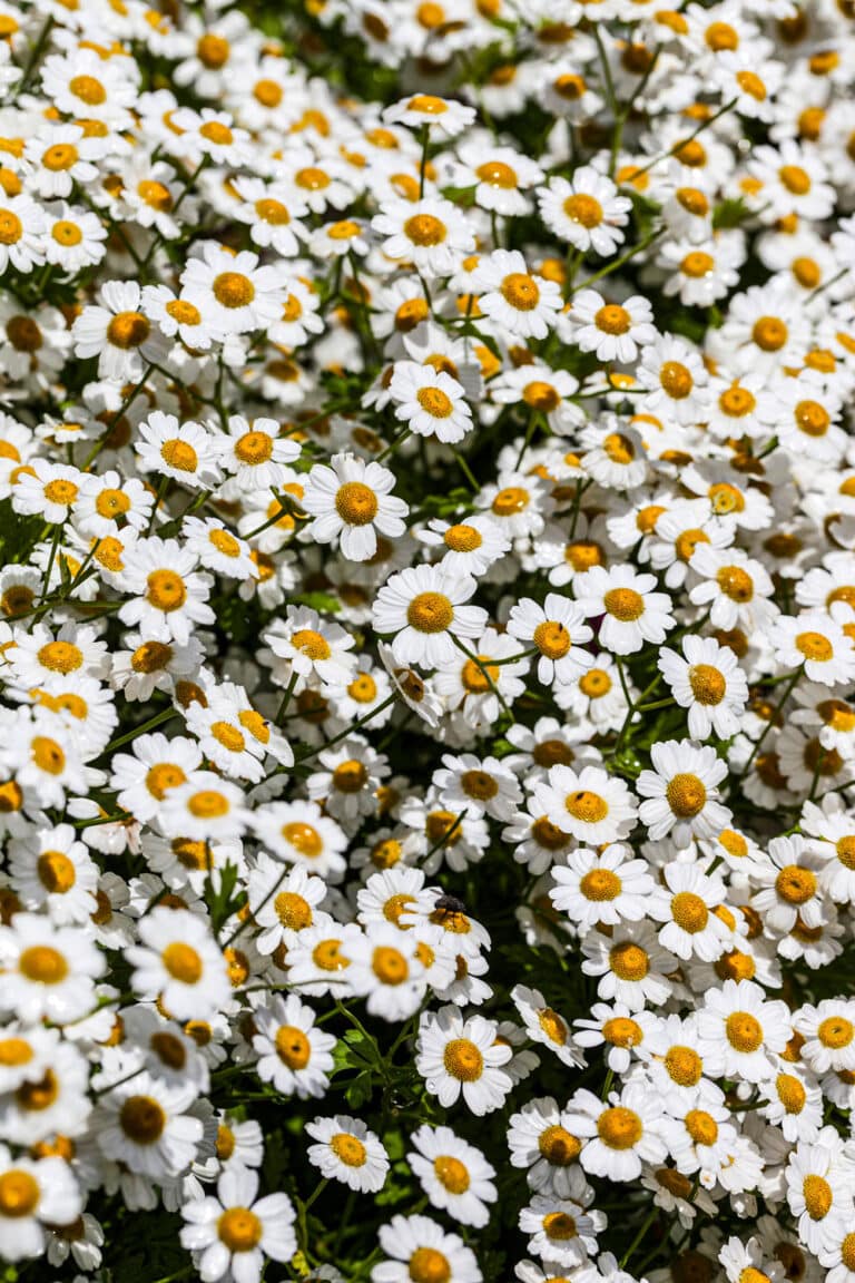 Artemisia: Mutterkraut dicht bewachsen