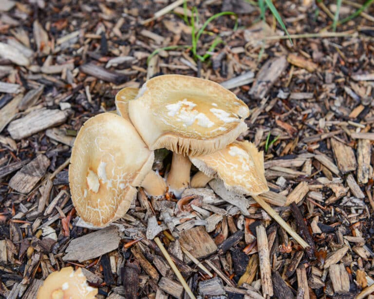 Randzonen-Effekt: Pilze wachsen auf Schnitzel-Boden