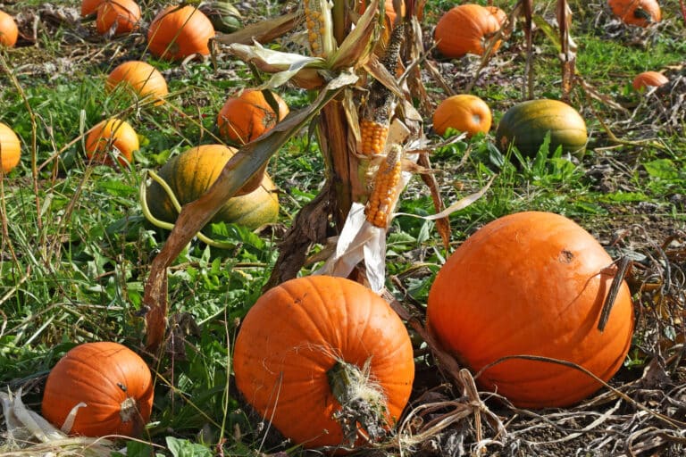 Drei Schwestern Mischkultur: Kürbis, Mais und Bohnen auf Feld