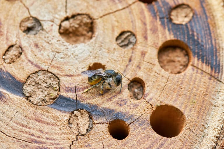 Die Kuckucksbienen: Biene vor dem Nesteingang
