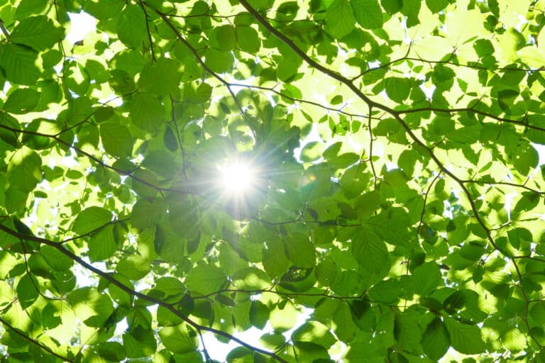 Die Buche: Sonne scheint durch die Buchenblätter