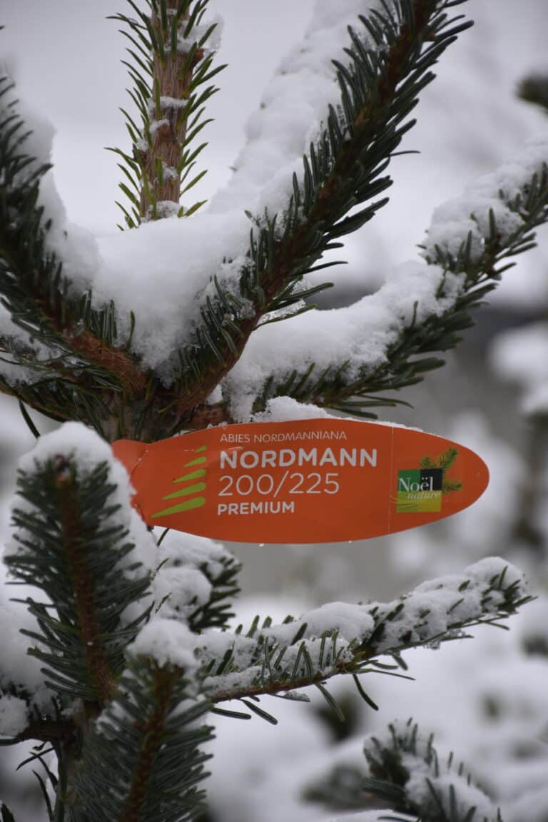 Weihnachtsbäume: Bild einer Nordmannstanne